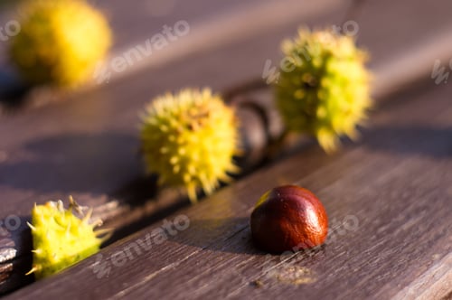 Preview: Horse Chestnut Buckeye Conker On A Wooden Surface, Autumn Background, Close Up