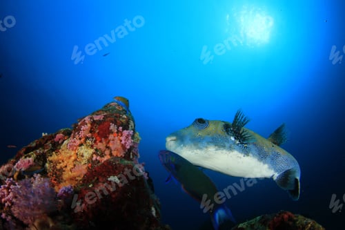 Preview: Blue-Spotted Pufferfish. Puffer Fish