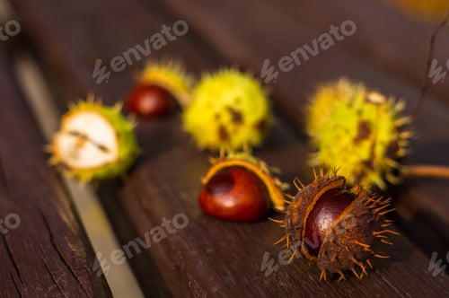 Preview: Horse Chestnut Buckeye Conker On A Wooden Surface, Autumn Background, Close Up