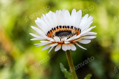 Preview: Venidium Fastuosum Flower In Garden