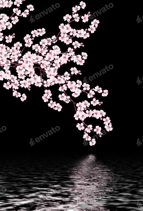 Preview: Flowering Branch Apricots. Black Background. White Flowers