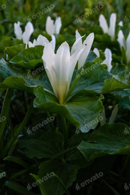 Preview: Trillium Flower In Spring Garden, Trillium Sessile, Sort Snow Queen
