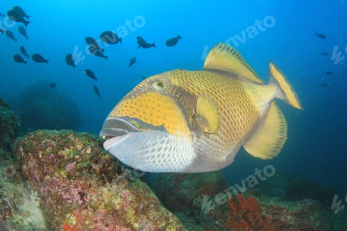 Preview: Titan Triggerfish