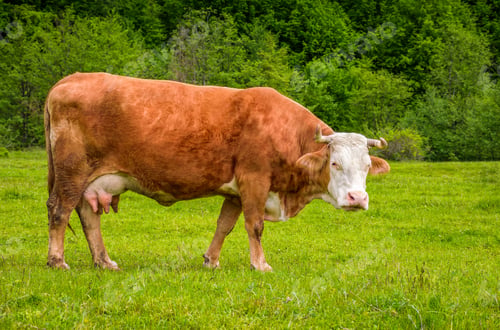 Preview: Rufous Cow Grazing On A Grassy Meadow Near The Forest. Carpathian Rural Area.