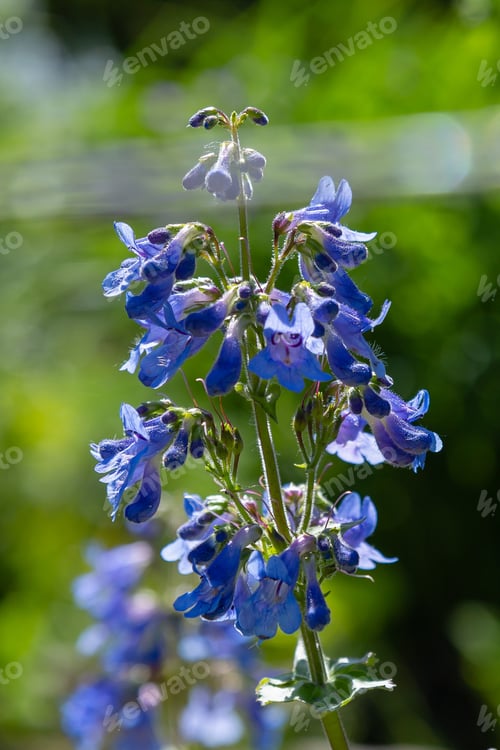 Preview: Penstemon ‘Heavenly Blue’ Perennial Garden Plant