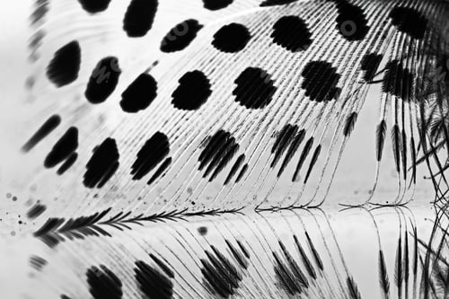 Preview: Guinea Hen Feather With Light Grey Background