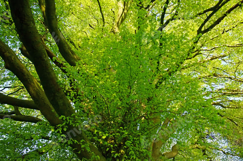 Preview: Looking Up Into The Canopy Of A Woodland Of Beech Trees, Fagus Sylvaticain, In Spring Near The