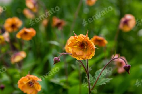 Preview: Geum X Hybridum In Spring Garden. Avens 'Totally Tangerine', 'Tim'S Tangerine Ornamental Perennial