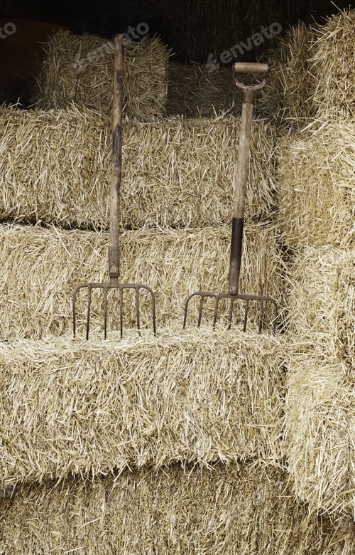 Preview: Straw For Feeding Animals, Detail Of A Food Background On A Farm, Cereals
