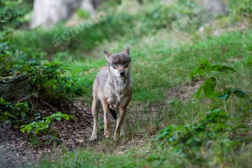 Preview: Gray (Or Grey) Wolf (Canis Lupus) In The Bayerischer Wald National Park In Bavaria, Germany