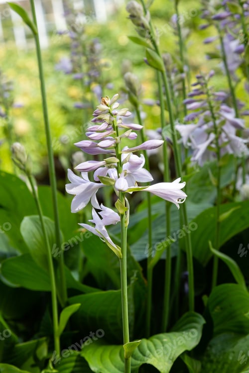 Preview: Blossom Of Hosta. Flowers Ornamental Plants Hosts.