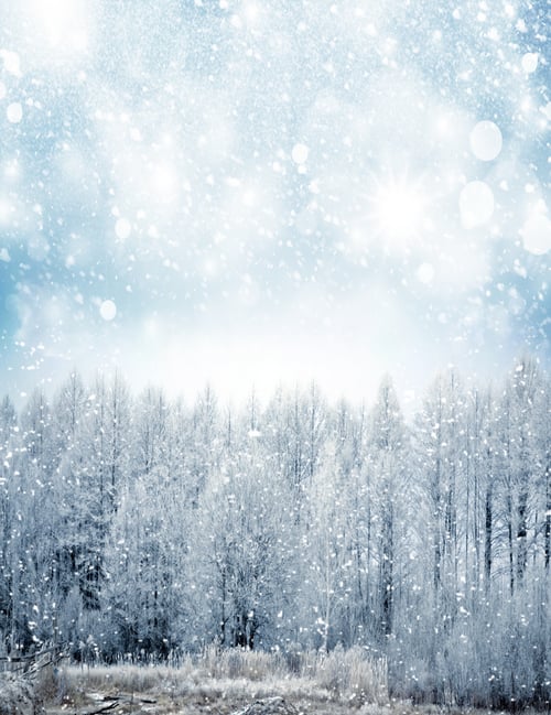 Preview: Winter Forest. Winter Landscape.
