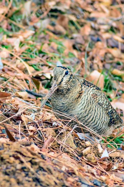 Preview: Woodcock. Dry Leaves Background. Bird: Eurasian Woodcock. Scolopax Rusticola.