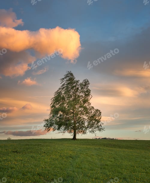 Preview: Tree In The Meadows In The Countryside At Sunset