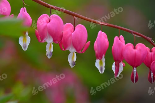 Preview: Bleeding Heart Flowers (Dicentra Spectabils)