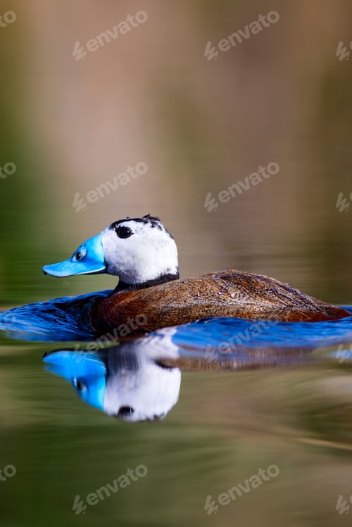 Preview: Duck Swimming In Lake. Cute Blue Billed Duck. Green Blue Water Nature Background. Duck: White