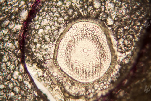 Preview: Onion Root Cells At The Microscope