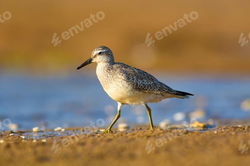 Preview: Water Bird. Natural Background. Bird: Red Knot. Calidris Canutus