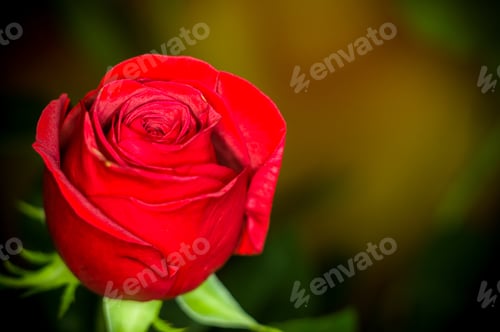 Preview: Beautiful Red Rose Flower. Nature. Close Up, Selective Focus