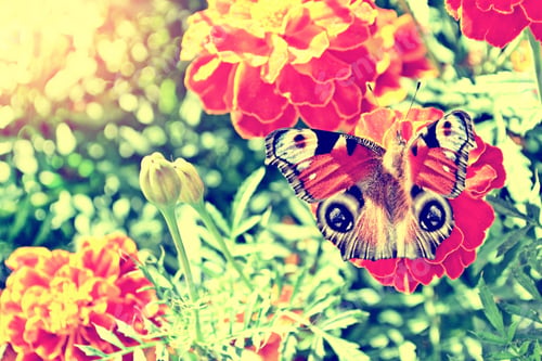 Preview: Colorful Marigold On The Background Of The Summer Landscape. Butterfly On A Flower.