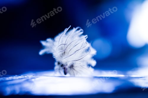 Preview: Abstract Composition With Dried Clematis Seeds And Light