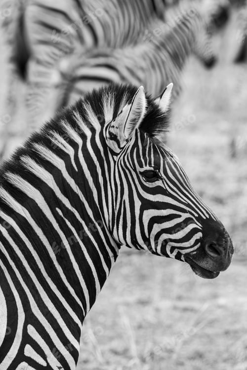 Preview: Zebra In The Kruger National Park, South Africa