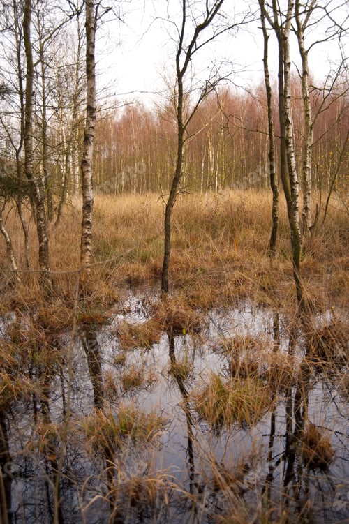 Preview: Moorlands Near Neumuenster / Germany
