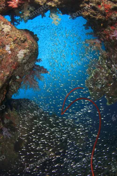 Preview: Coral Reef Underwater In Sea