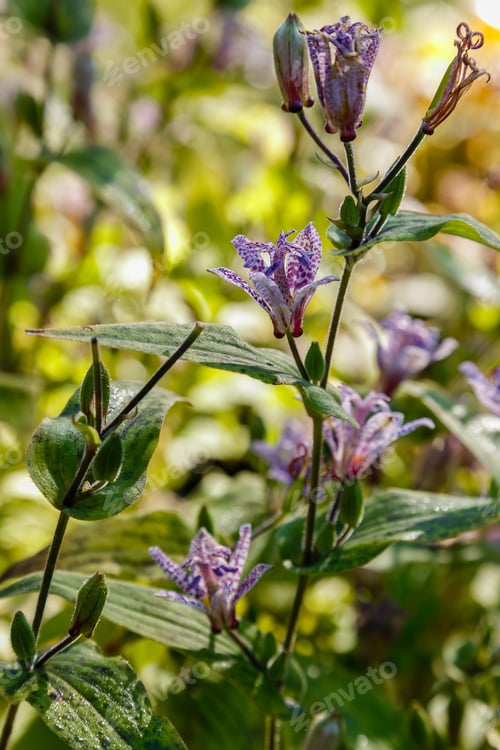 Preview: Toad Lily (Tricyrtis Hirta). Known Also As Hairy Toad Lily. Another Scientific Name Is Tricyrtis