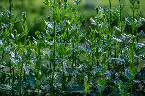 Preview: Green Foliage Vegetation Abstract Texture From Leaves And Plants In Summer