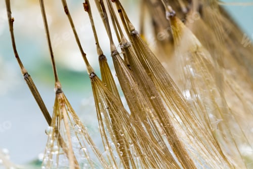 Preview: Dandelion Seeds With Water Drops On Colorful Background