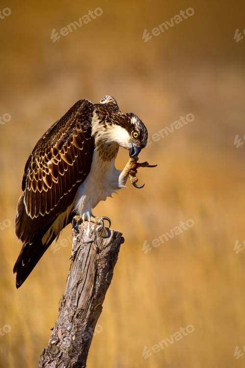 Preview: Osprey. Yellow Nature Background.