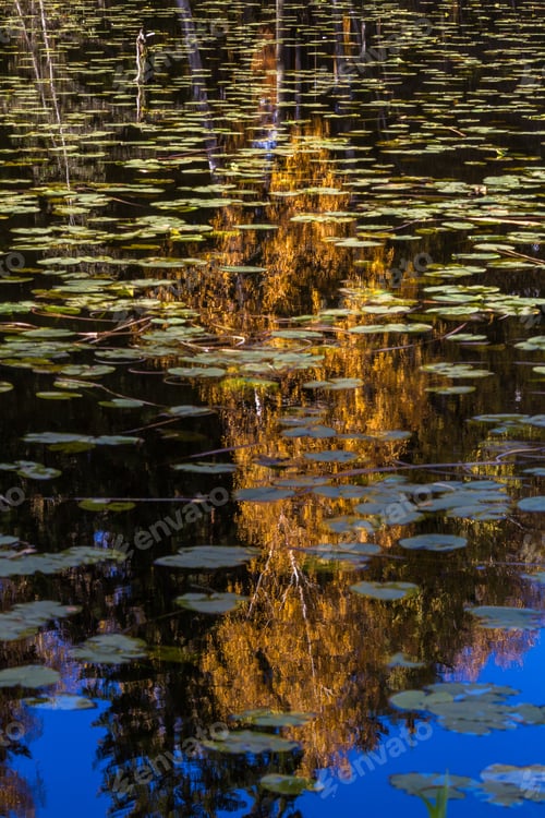 Preview: Autumn Leaves Reflection In Water With Water Lily