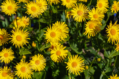 Preview: Yellow Daisy In Springtime. Yellow Flowers In Garden. Golden Yellow Flowering Doronicum Orientale