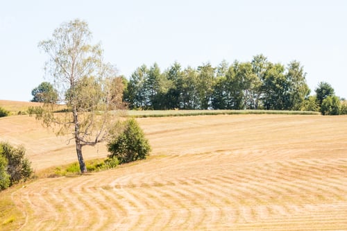 Preview: Romanian Mountain Landscape With Trees