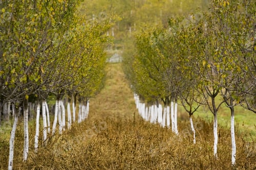 Preview: Orchard With White Painted Plum Trees On A Grassfield With Thistles