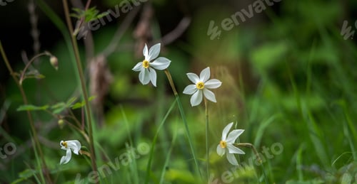 Preview: On The Meadow In Spring