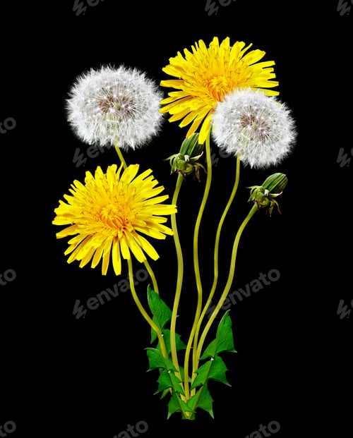 Preview: Dandelion Flower On A Black Background