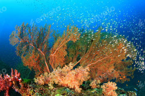 Preview: Gorgonian Fan Corals