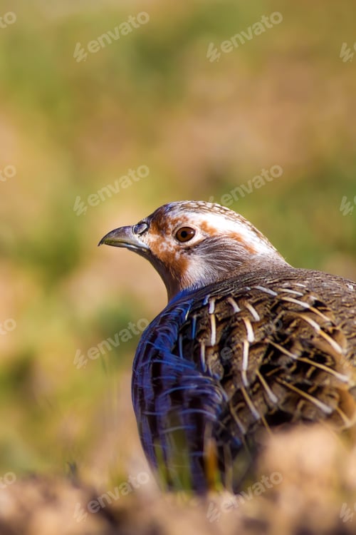 Preview: Partridge. Colorful Nature Background. Bird: Grey Partridge. Perdix Perdix.