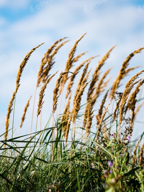 Preview: Closeup Of Beautiful Green Plants With Blur Background Nature