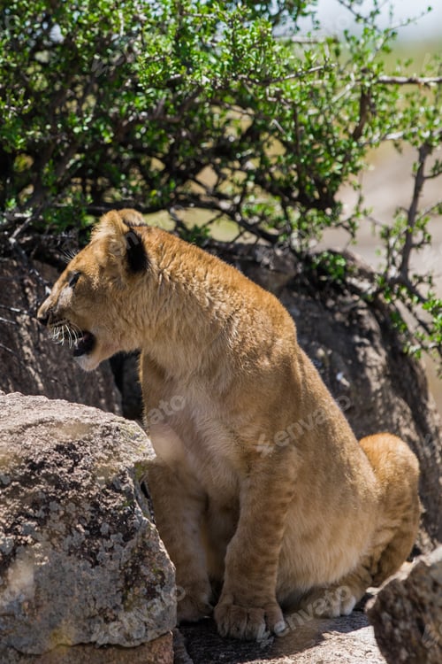 Preview: Lion Cub In The Maasai Mara National Park, Kenya