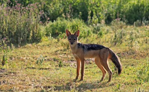Preview: Jackal In The Ngorongoro Crater, Tanzania