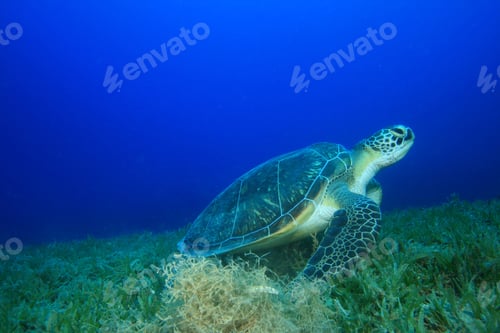 Preview: Green Turtle Eating Seagrass