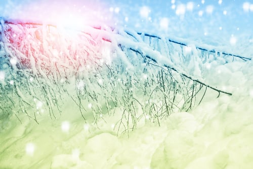 Preview: Frozen Winter Forest With Snow Covered Trees. Outdoor