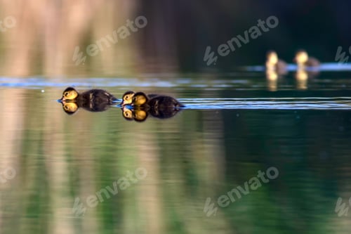 Preview: Floating Ducklings. Green Water Background. Birds: Ferruginous Duck. Aythya Nyroca.