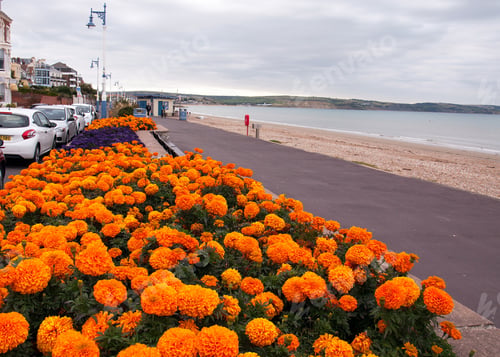 Preview: Marigolds On Weymouth Beach In Dorset, England.
