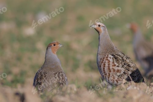 Preview: Partridge. Nature Background. Bird: Grey Partridge. Perdix Perdix.