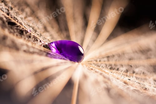 Preview: Macro, Abstract Composition With Colorful Water Drops On Dandelion Seeds