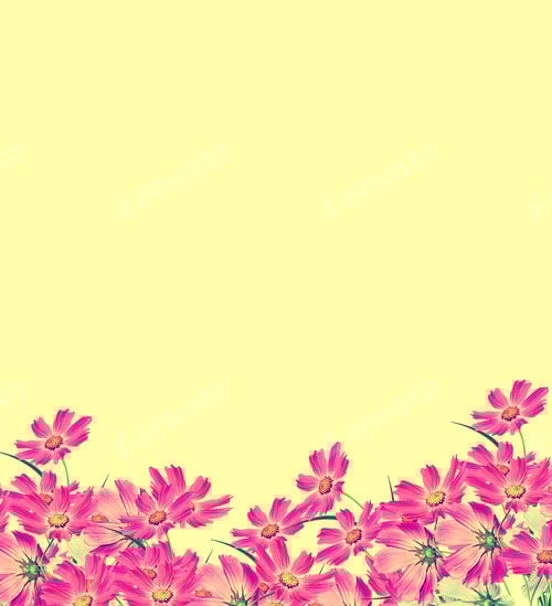 Preview: Cosmos Flowers Isolated On Yellow Background.